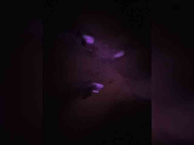 ---Alice--- webcam