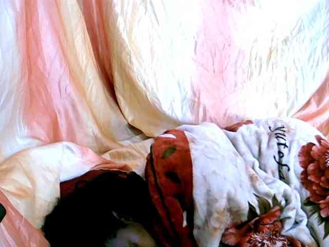 Coquinelara webcam