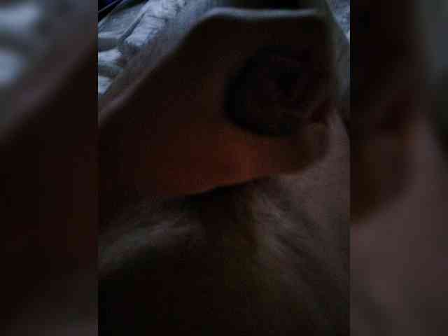 Bigdick155