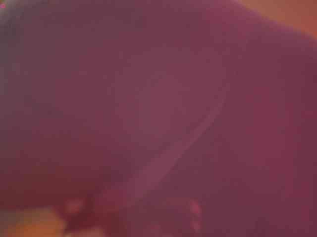 suk-ki webcam