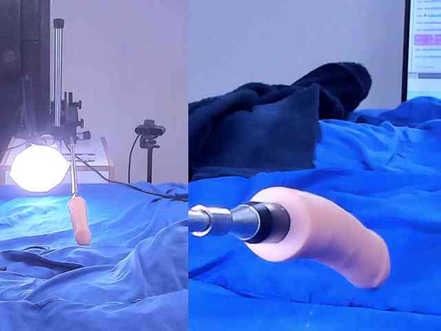 Ely-foxy