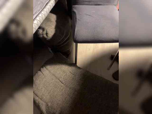 Maddycats0420