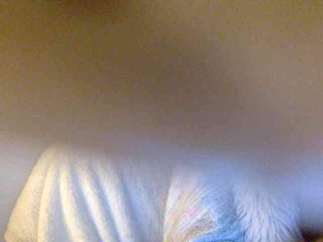 juicylayla webcam