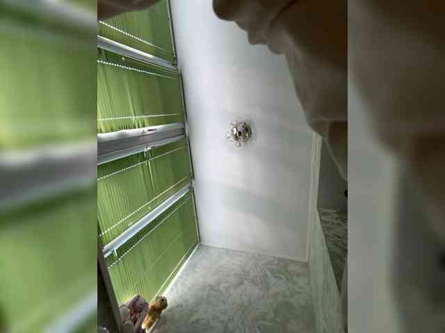 Pe4enkaa webcam