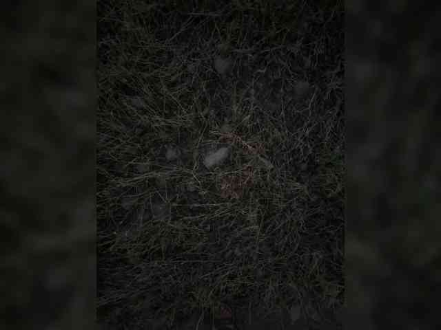 Nightkiller008 Sex Cam Show