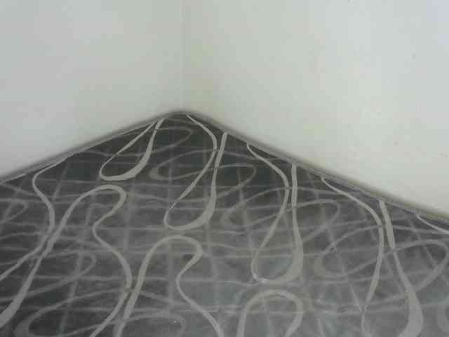 WildAss webcam