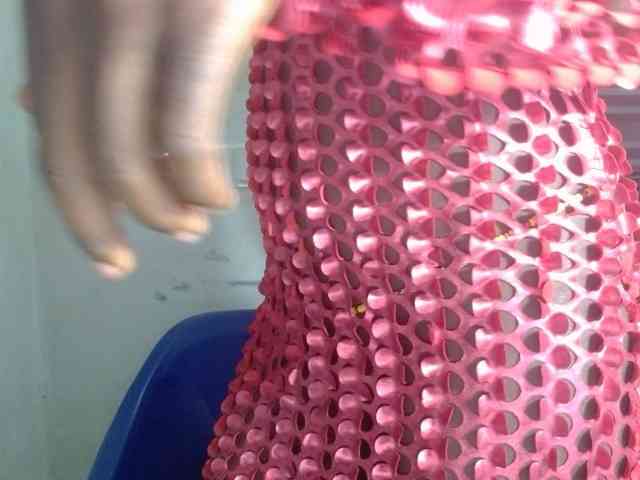 Cornxslut webcam