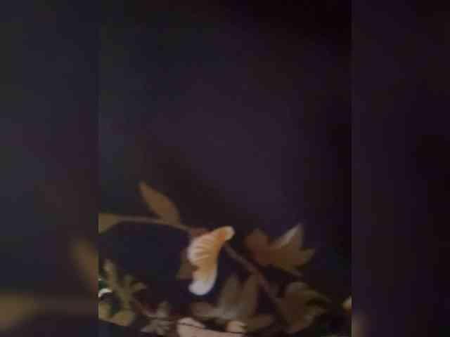 Kitti2918 webcam