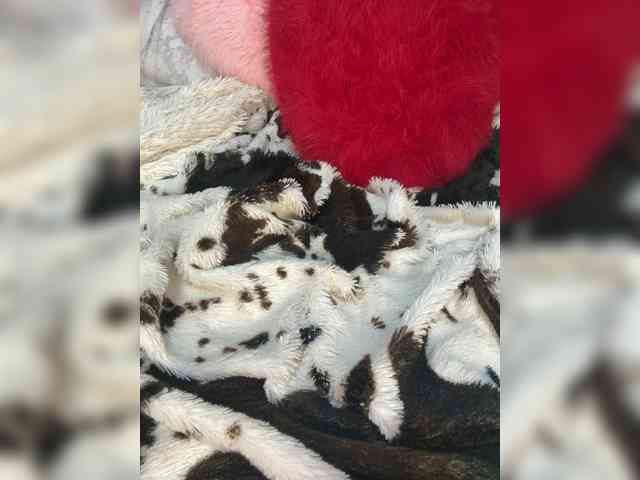 Kitti2918 webcam