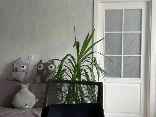 CarlotaWnorowski webcam