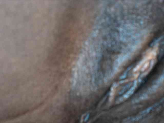 Sexyshanty