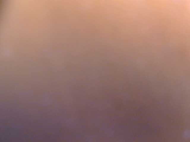 Boughie-birdy live cam preview