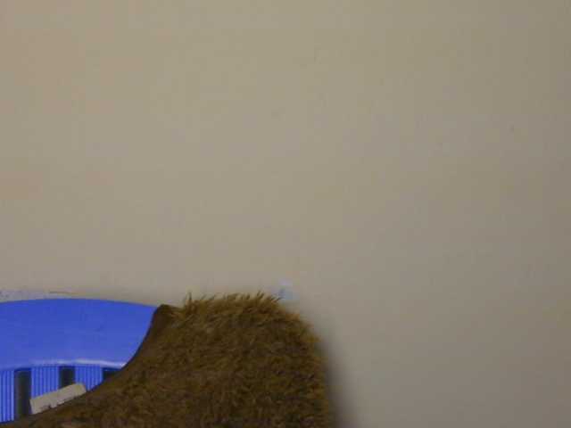 Boughie-birdy live cam on BongaCams