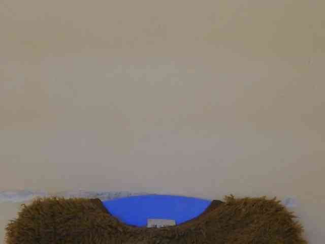 Boughie-birdy