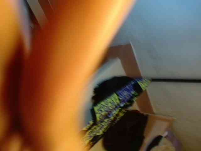 Boughie-birdy webcam