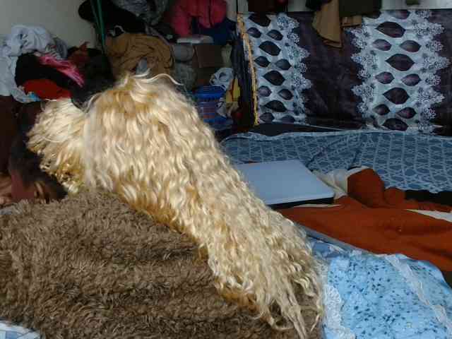 Boughie-birdy webcam