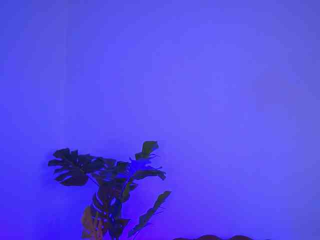 GoldieMaren webcam