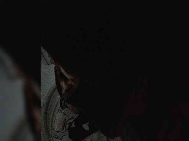 Modelo: -meowscarade-