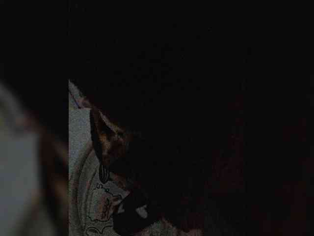 -meowscarade-