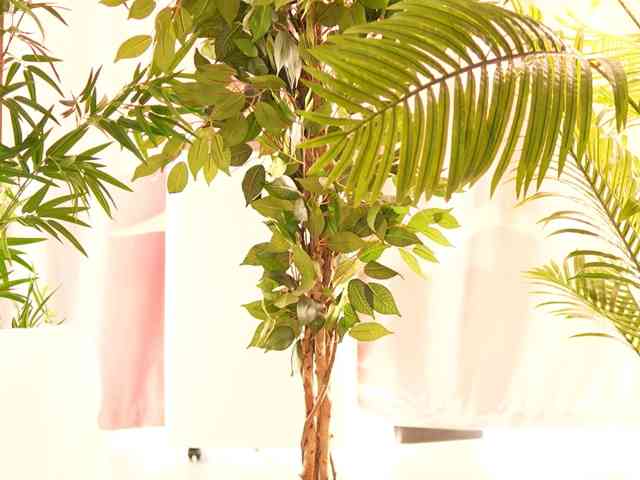 RosalieFleur