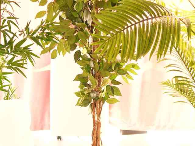 RosalieFleur
