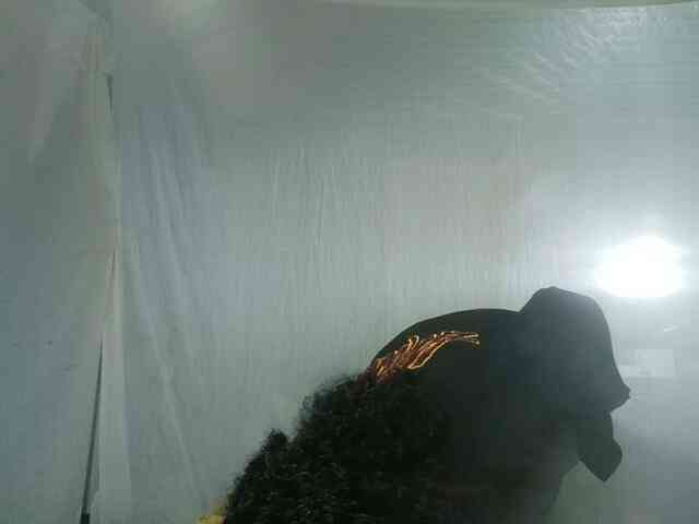 LandiQueen12 webcam