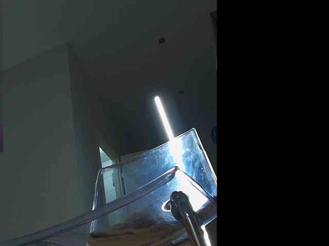 EvaBailey webcam