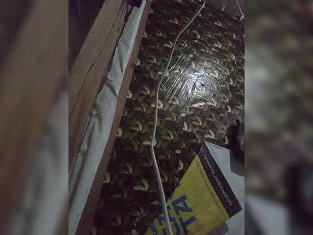 Gracia02
