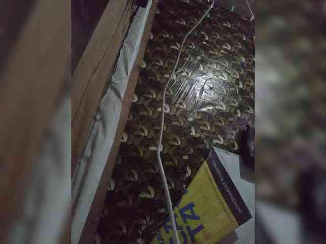 Gracia02 webcam