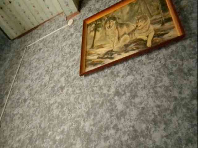 Evacrazys webcam