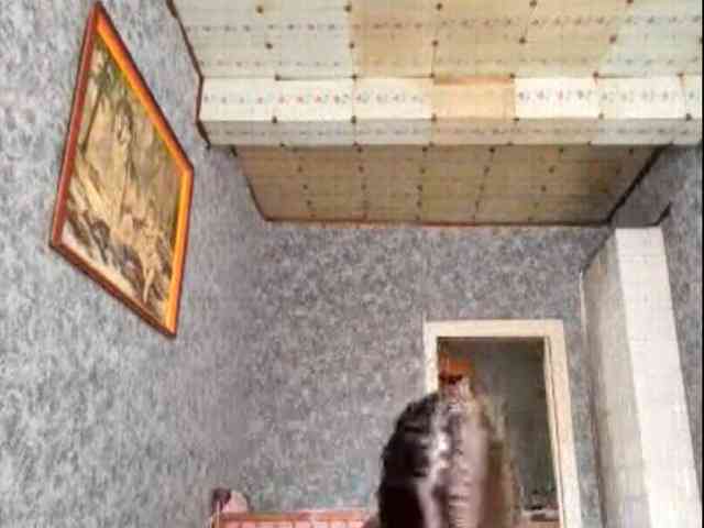 Evacrazys webcam