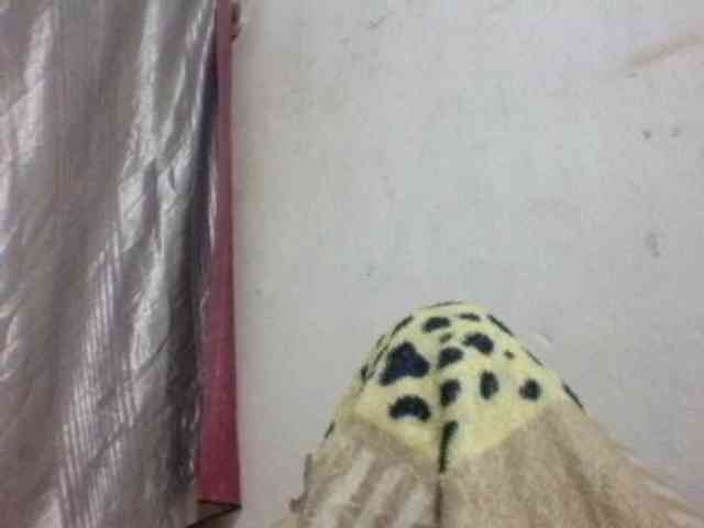 candy1a webcam