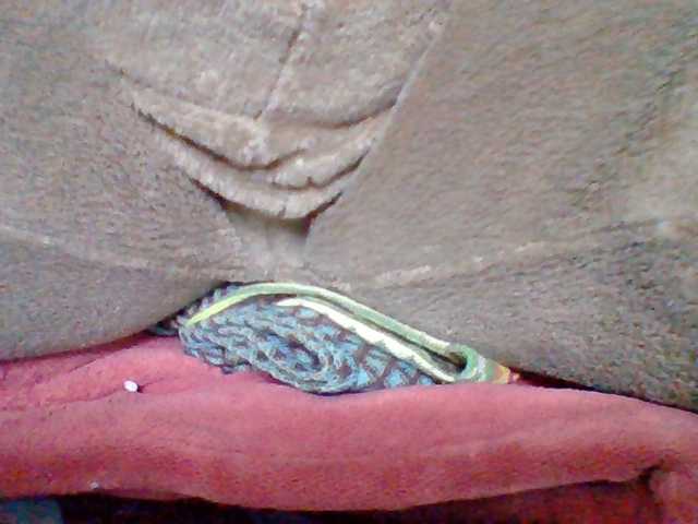 Tryciah1a