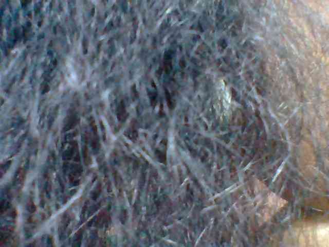 Tryciah1a webcam