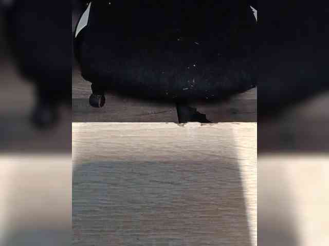 1mAngel webcam