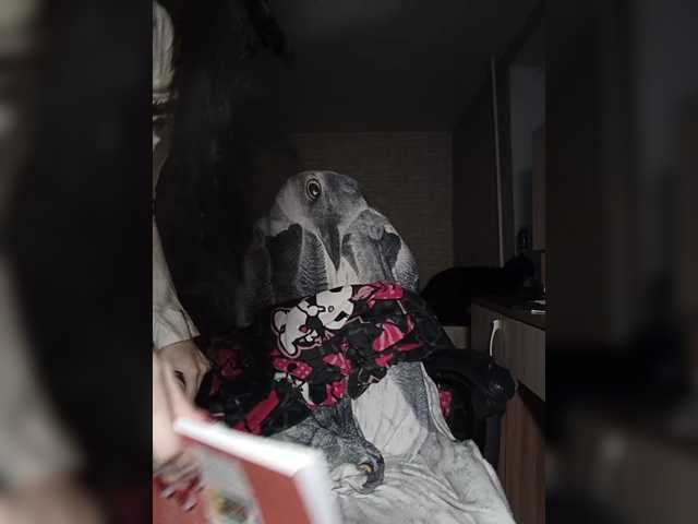 AlishaFomalgaut
