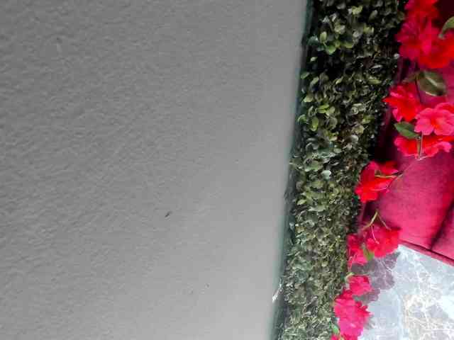LAISHA webcam