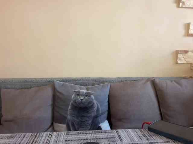 elena2026 webcam