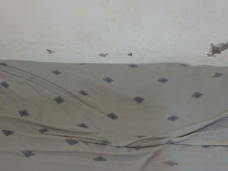 Petitegal Porn Show
