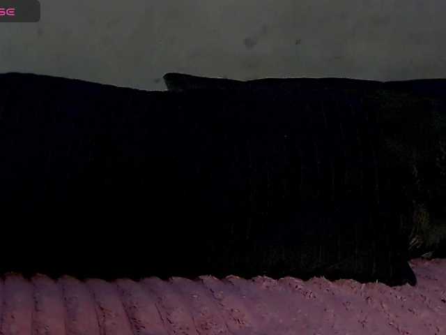 BunnyBliss3 live cam