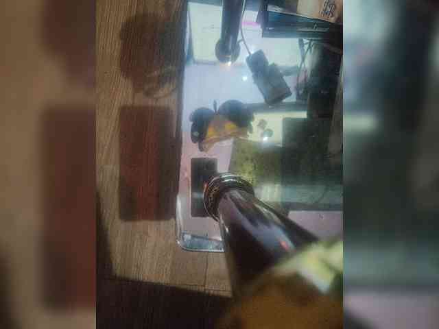 HerculoySenos webcam