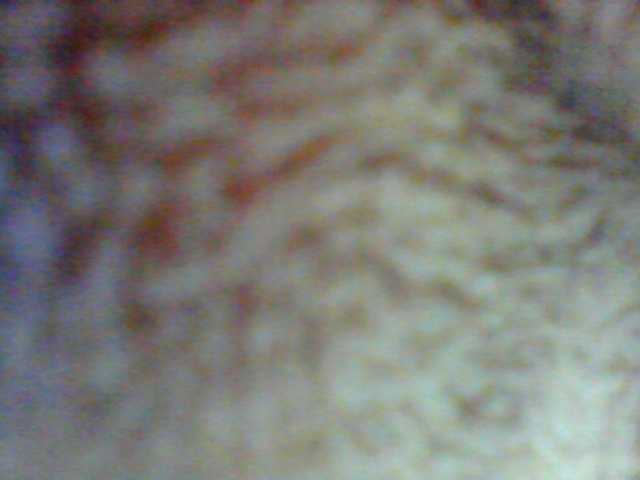 Clarah1 live cam on BongaCams