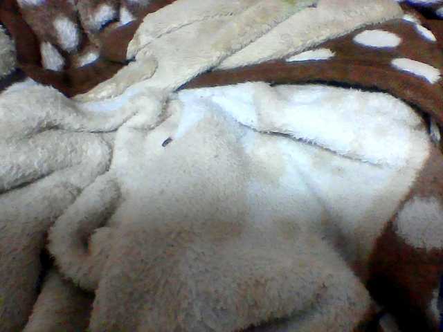 Clarah1 live cam on BongaCams