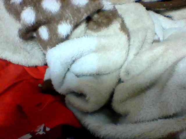 Clarah1 webcam