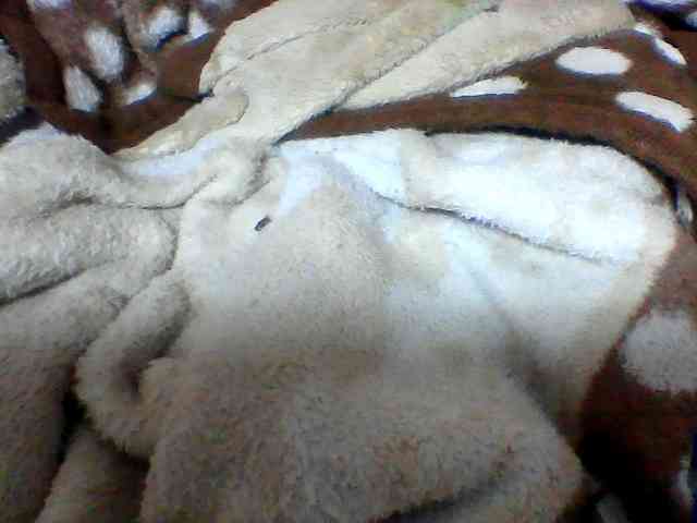 Clarah1 webcam