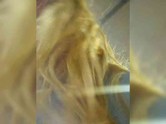 Modelo: BonnieandClydeForever