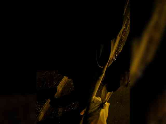 BonnieandClyde2026M webcam