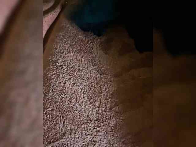 Shalynishki webcam