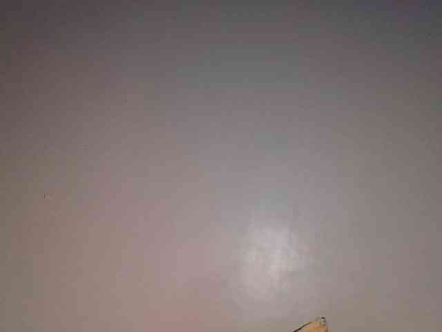 Wildebony1 webcam