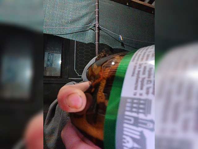 LeoMoolah